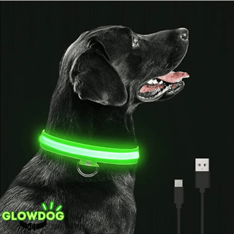 Coleira de Led Recarregável GlowDog©