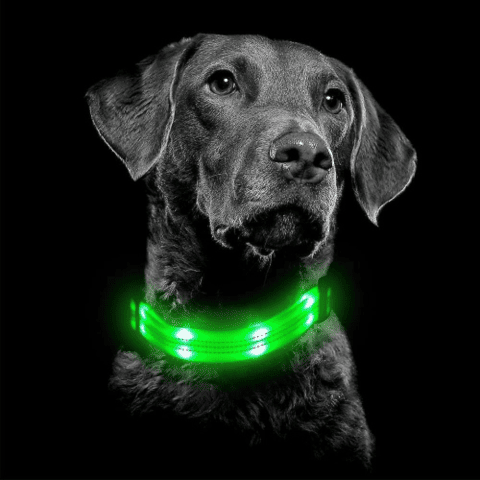 Coleira de Led Recarregável GlowDog©